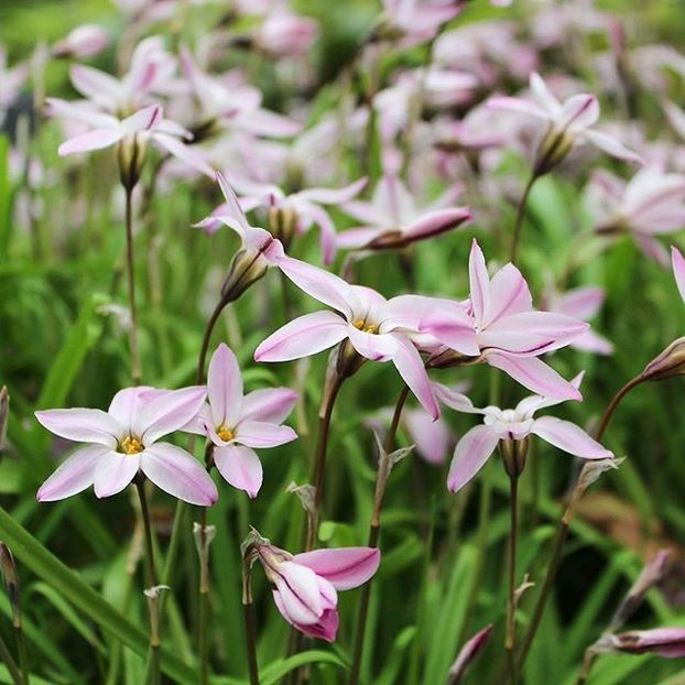 Ipheion Charlotte Bishop (Steaua Primaverii) - Achizitii 2019