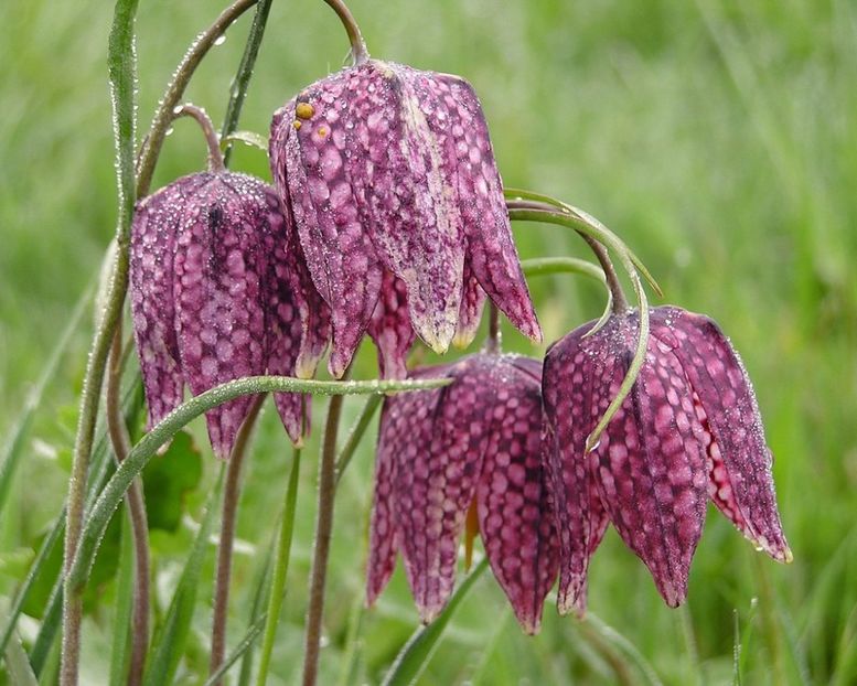 Fritillaria meleagris - Achizitii 2019