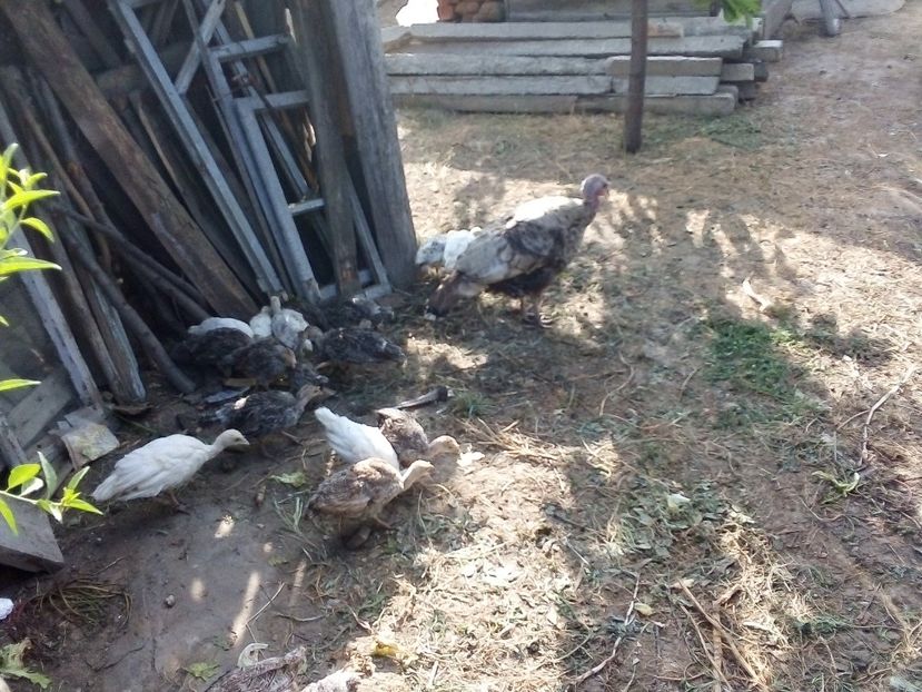  - Pui de curcă 2019