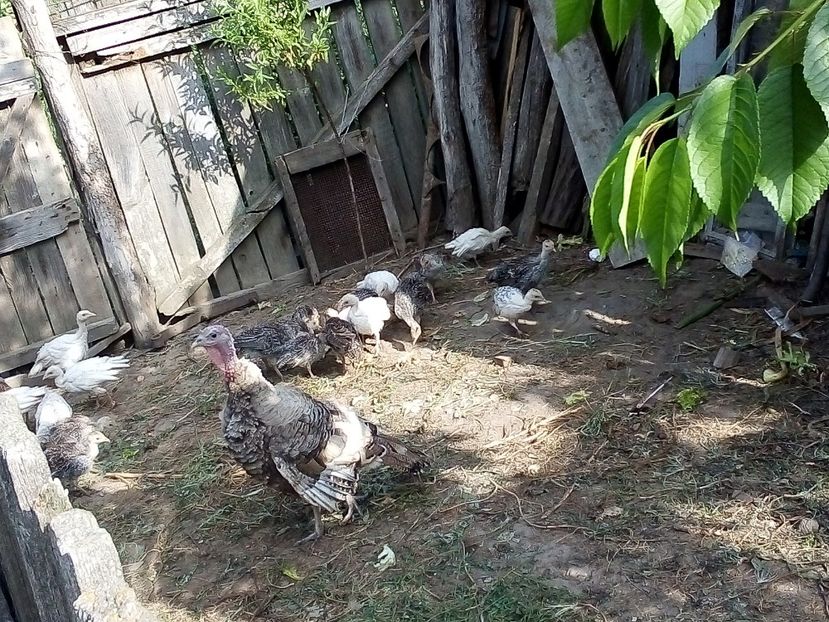  - Pui de curcă 2019