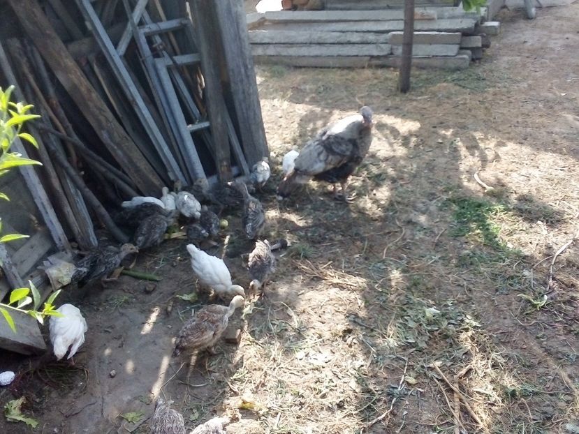  - Pui de curcă 2019
