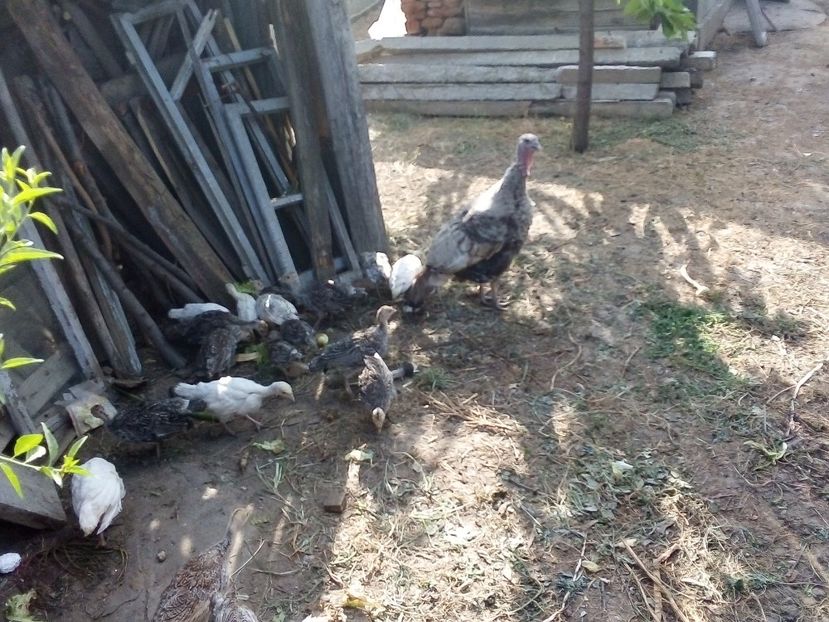  - Pui de curcă 2019