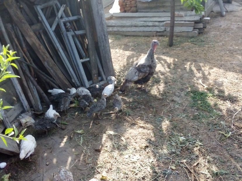  - Pui de curcă 2019