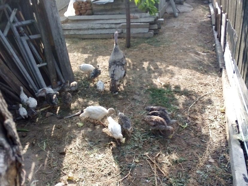  - Pui de curcă 2019