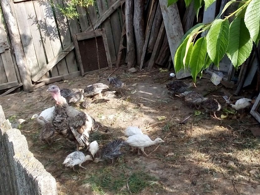  - Pui de curcă 2019