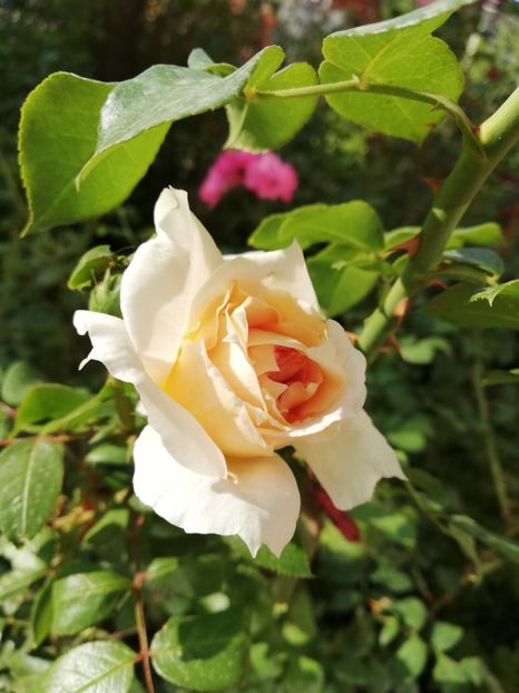  - Uetersener klosterrose- urcator