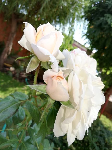  - Uetersener klosterrose- urcator