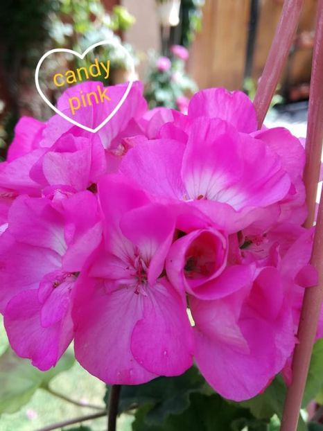  - Mușcate zonale deosebite