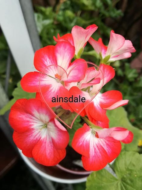  - Mușcate zonale deosebite