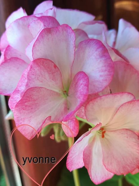  - Mușcate zonale deosebite