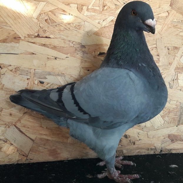  - 3---AGH DAȚI 2019 - 2025