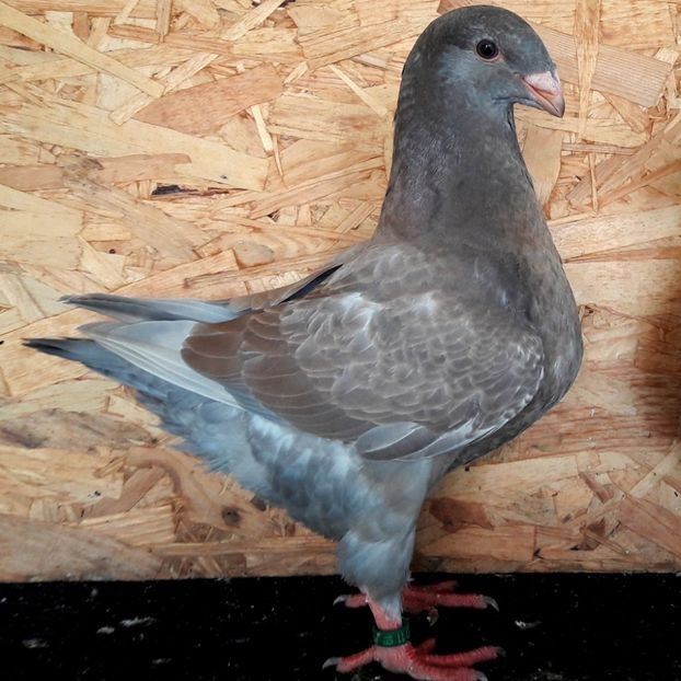  - 3---AGH DAȚI 2019 - 2025