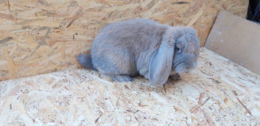 La 11 luni - Mascul izabel