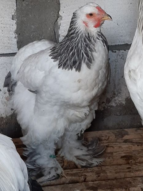  - Tineret 2019