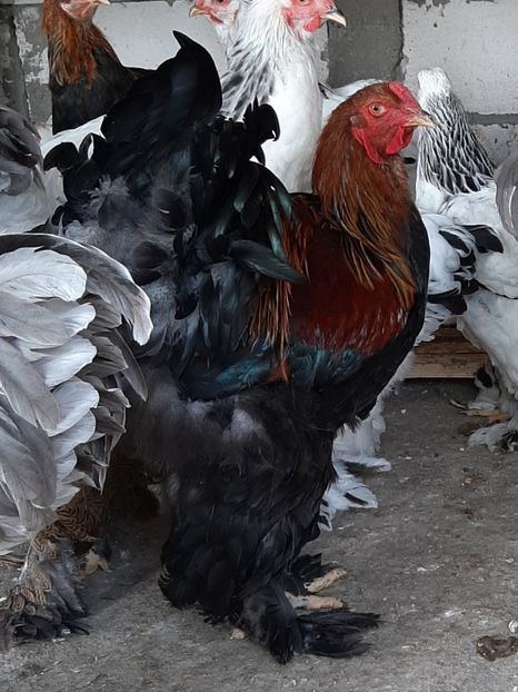  - Tineret 2019