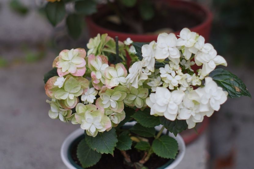 Sweet no name hydrangea- primita in dar - Septembrie 2019- septembrie 2020