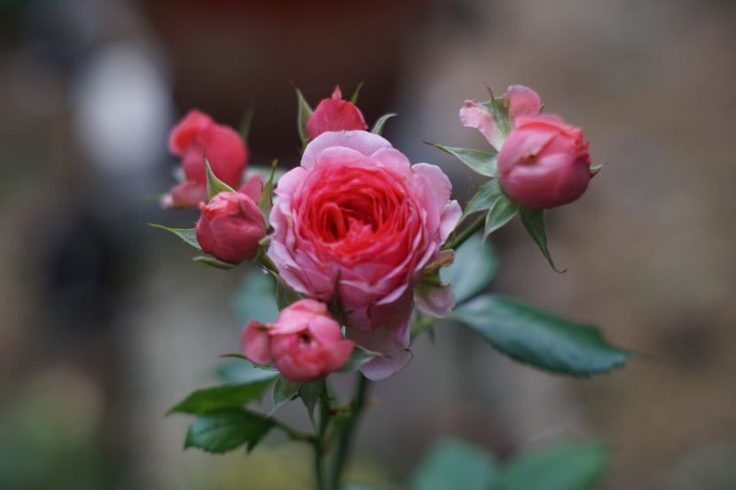 Parfum flower circus - Septembrie 2019- septembrie 2020