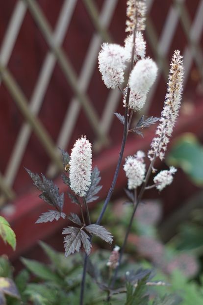  - Septembrie 2019- septembrie 2020