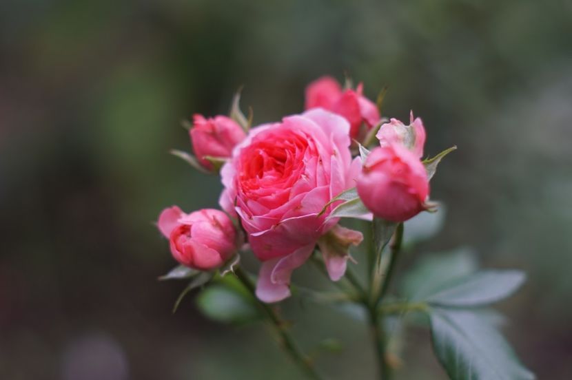 Parfum Flower Circus - Septembrie 2019- septembrie 2020