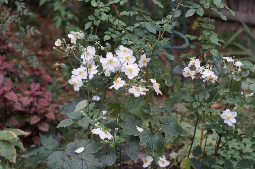  - Septembrie 2019- septembrie 2020