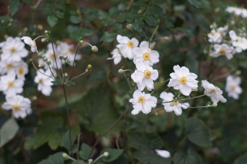  - Septembrie 2019- septembrie 2020