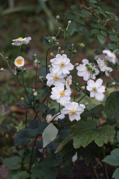  - Septembrie 2019- septembrie 2020