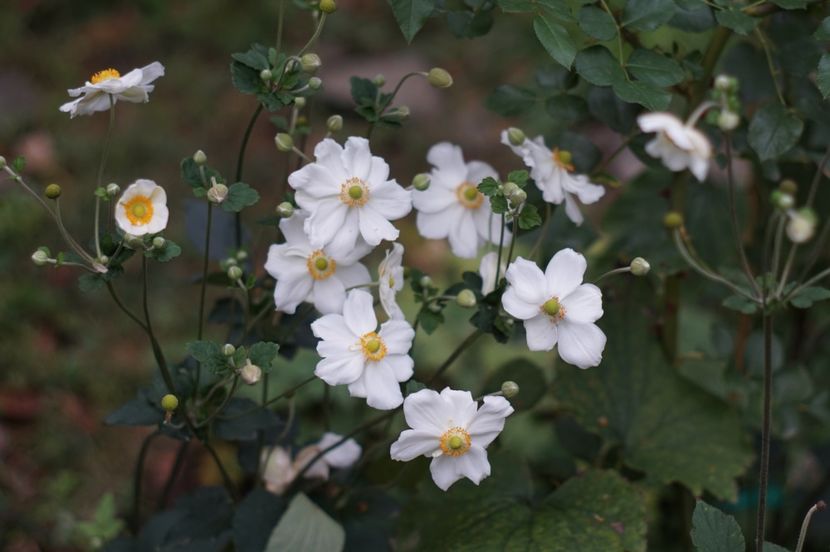  - Septembrie 2019- septembrie 2020