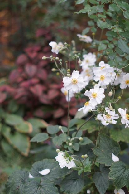  - Septembrie 2019- septembrie 2020