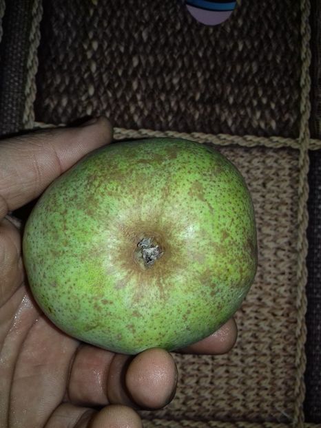  - Par de la nycoleta 100 ani