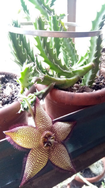 26.09.2019 - Stapelia mutabilis