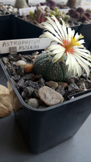 26.09.2019 - Astrophytum asterias