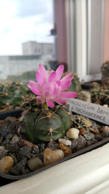 26.09.2019 - Gymnocalycium damsii v tucavocence