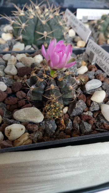26.09.2019 - Gymnocalycium damsii v tucavocence
