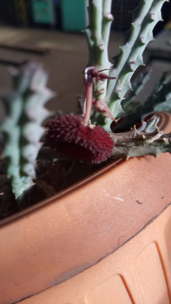 10.09.2019 - Huernia pendula