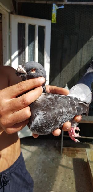  - Show raceri de vanzare