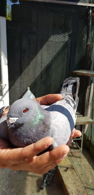  - Show raceri de vanzare