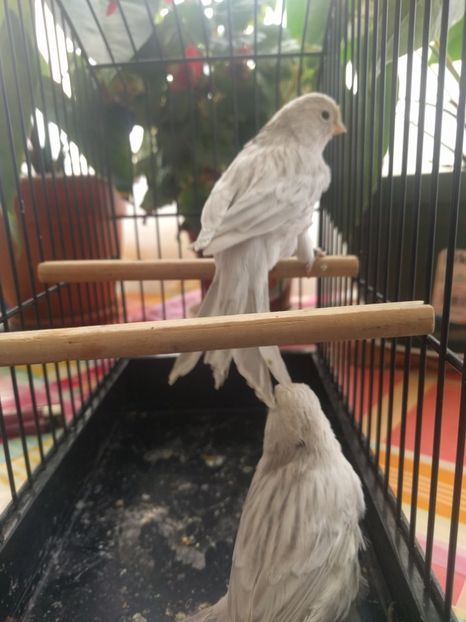  - 00 Canari de culoare