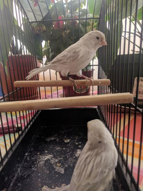  - 00 Canari de culoare