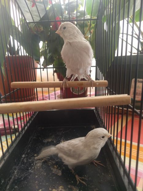  - 00 Canari de culoare