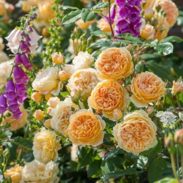 Rezervat-crown-princess-margaret - Trandafiri disponibili 2019