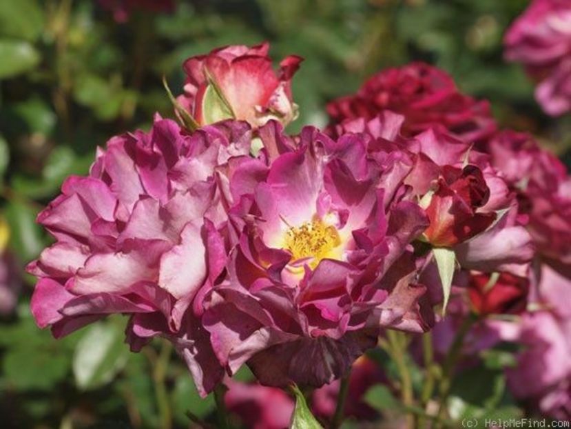 Blauwestad rezervat - Trandafiri disponibili 2019