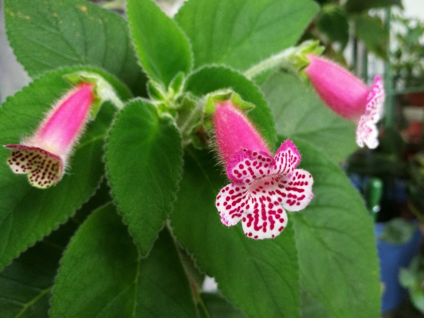  - Kohleria 2019