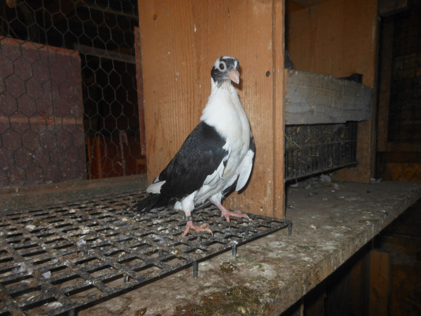 pui 2019 - 10 -- jucatori mascati pe negru