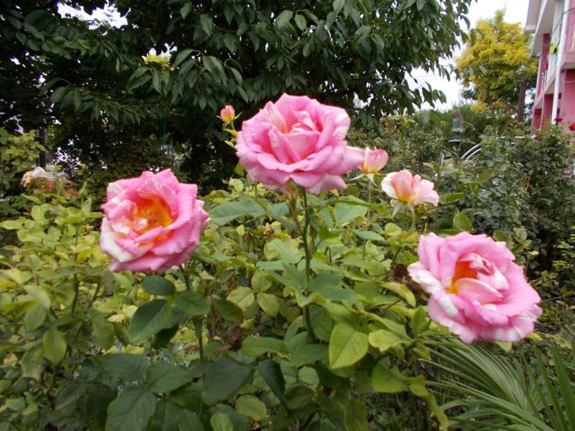  - Flori si trandafiri 2019c- 3