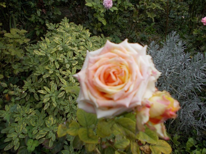  - Flori si trandafiri 2019c- 3