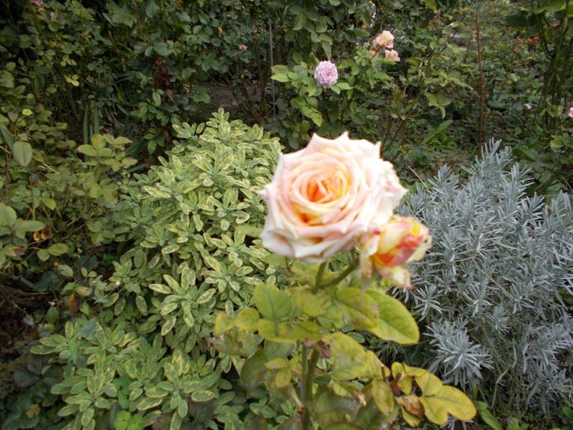  - Flori si trandafiri 2019c- 3