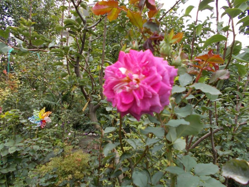  - Flori si trandafiri 2019c- 3