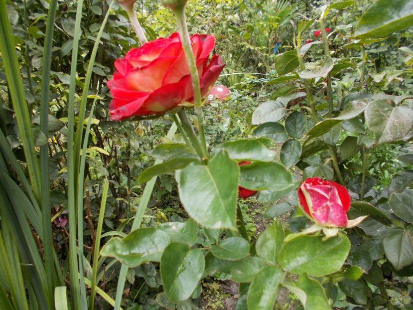  - Flori si trandafiri 2019c- 3