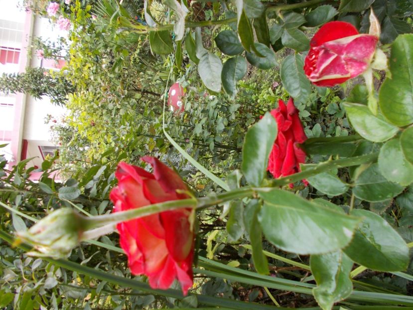  - Flori si trandafiri 2019c- 3