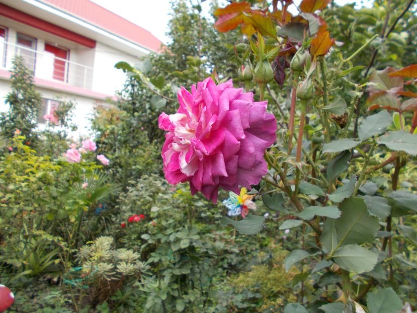  - Flori si trandafiri 2019c- 3